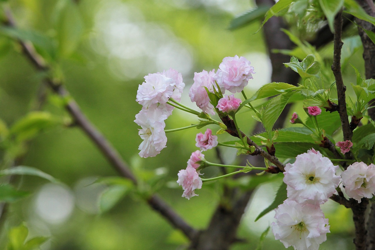 煙臺柏林春天最新動態(tài)，城市蓬勃發(fā)展的新篇章