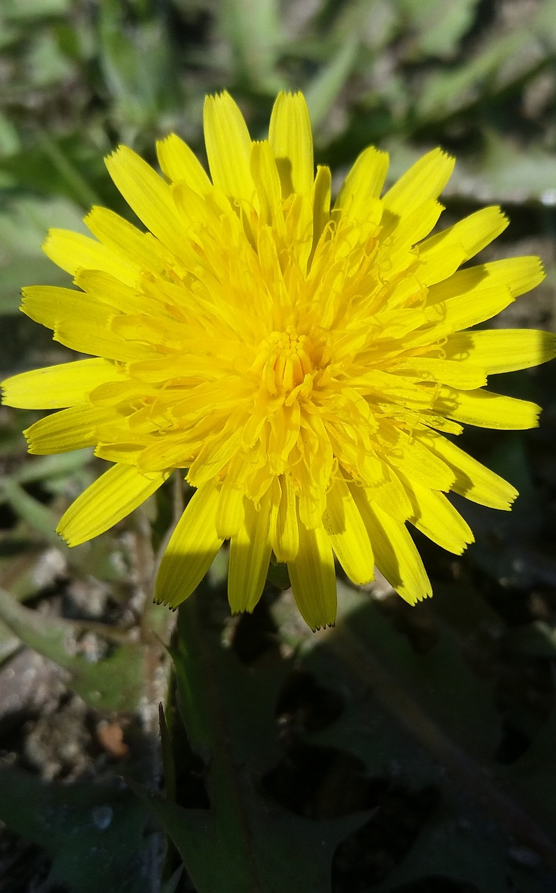 黔西花開(kāi)城最新動(dòng)態(tài)，新篇章綻放之花