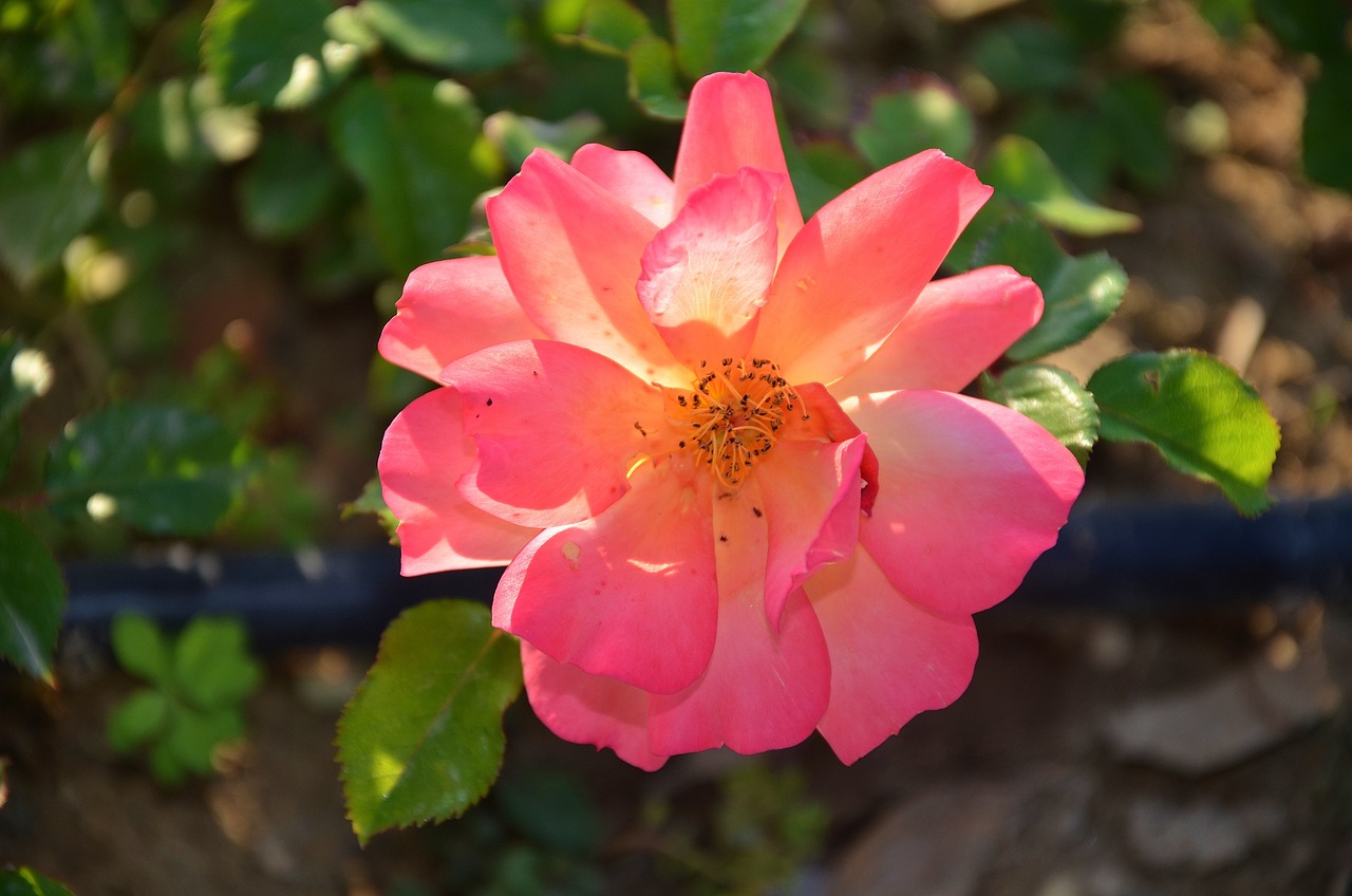 最新青?；▋褐绷畲笕珔R總