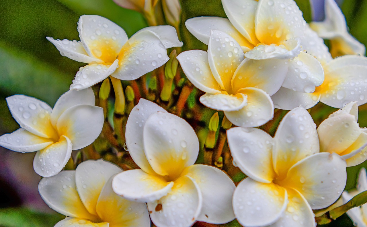 最新生肖桃花運分析，揭秘2016年生肖桃花運勢