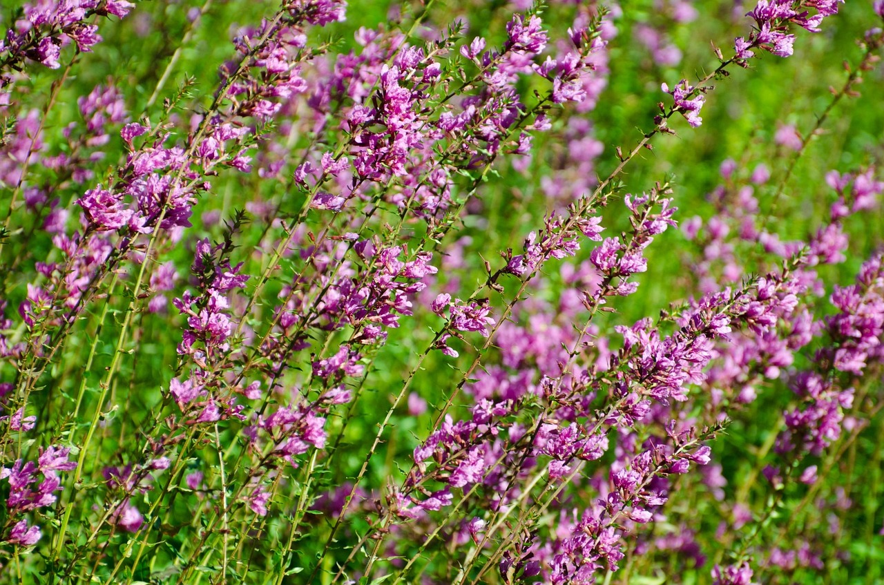 新港名澤園最新房價動態(tài)與市場趨勢深度解析