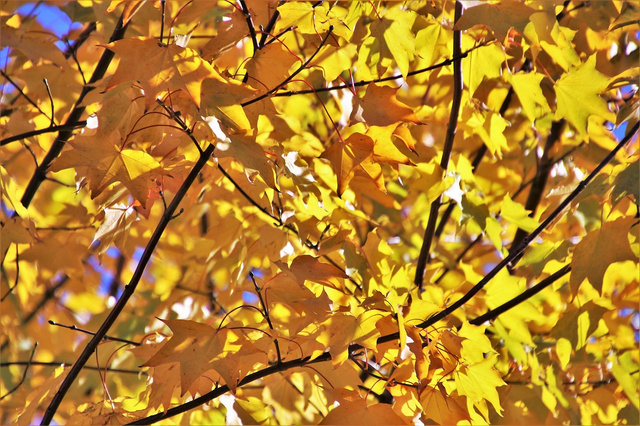 泗陽中福上河園最新動(dòng)態(tài)揭秘