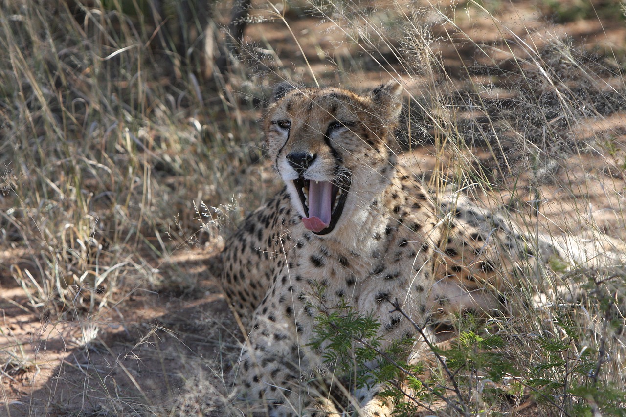 最新人與動(dòng)物電影網(wǎng)站，探索人與自然的和諧共生之道