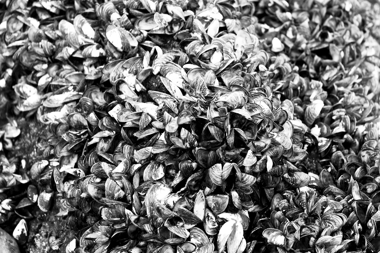 藍(lán)山海岸二期最新動(dòng)態(tài)，引領(lǐng)居住新潮流，探索未來生活品質(zhì)新境界