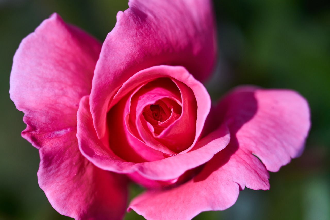 最新早上好圖片，開啟美好一天的溫馨問候