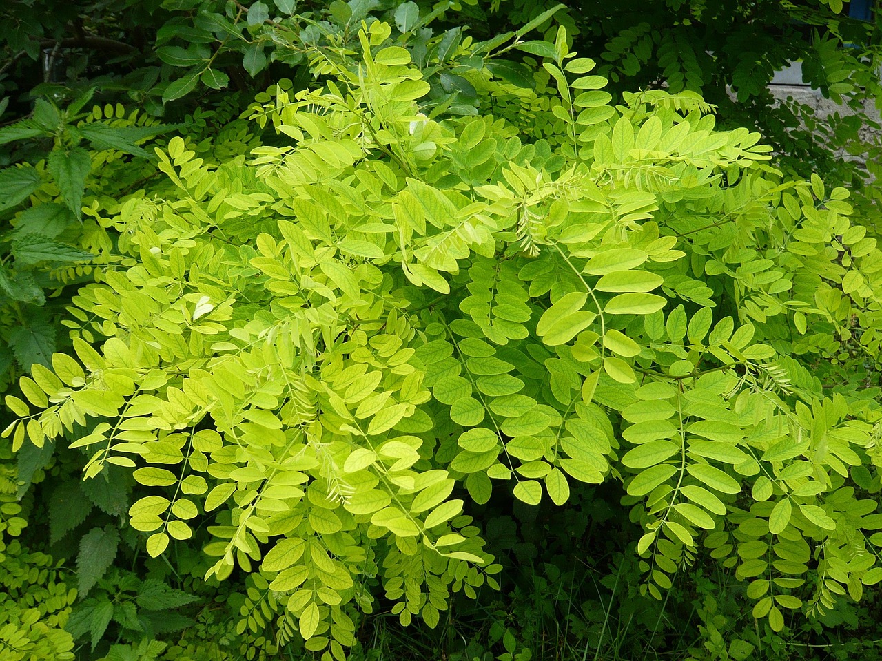 幸福林帶三期最新進(jìn)展，綠色生活展望，未來動態(tài)揭秘