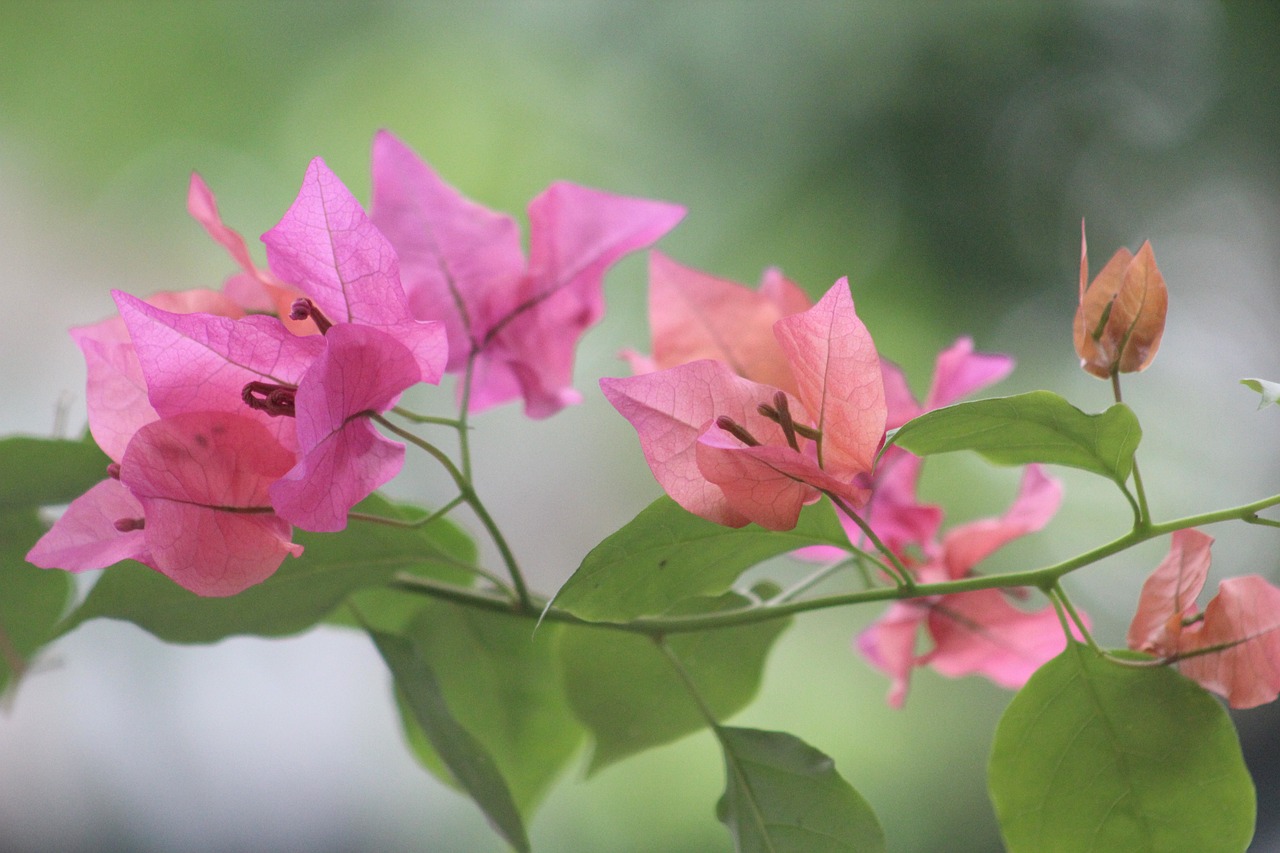 咸陽一品蘭軒最新動(dòng)態(tài)揭秘，卓越品質(zhì)展現(xiàn)，未來發(fā)展探索之路