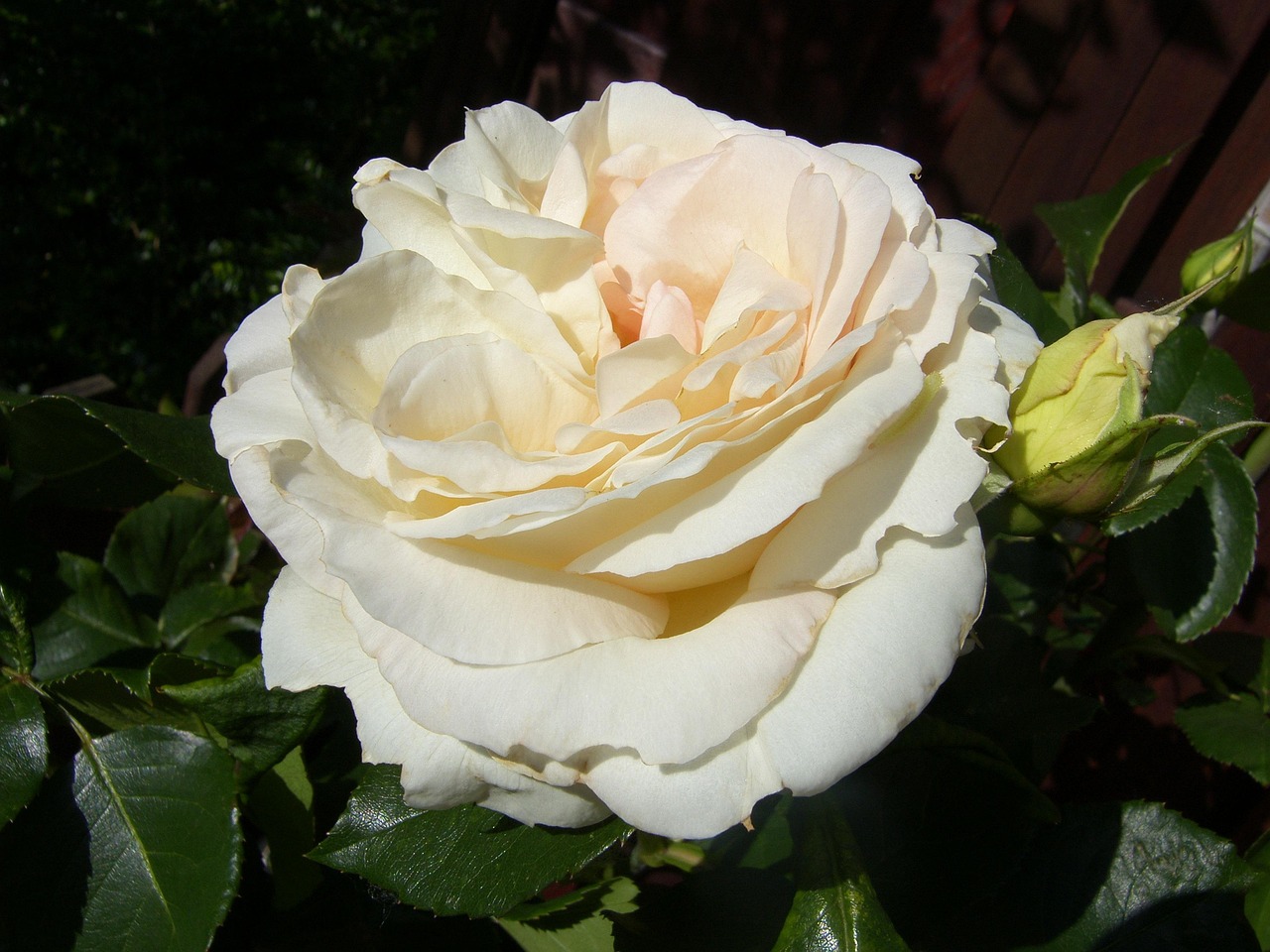 ?？诿利惾A居最新動態(tài)，繁華都市中的理想居所更新消息