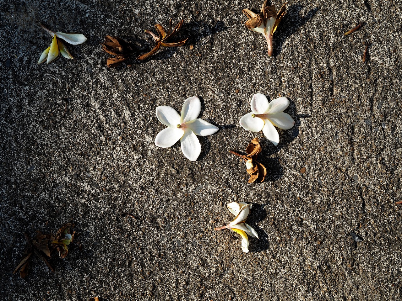 紅安余學(xué)武最新消息更新，余學(xué)武的最新動(dòng)態(tài)揭秘