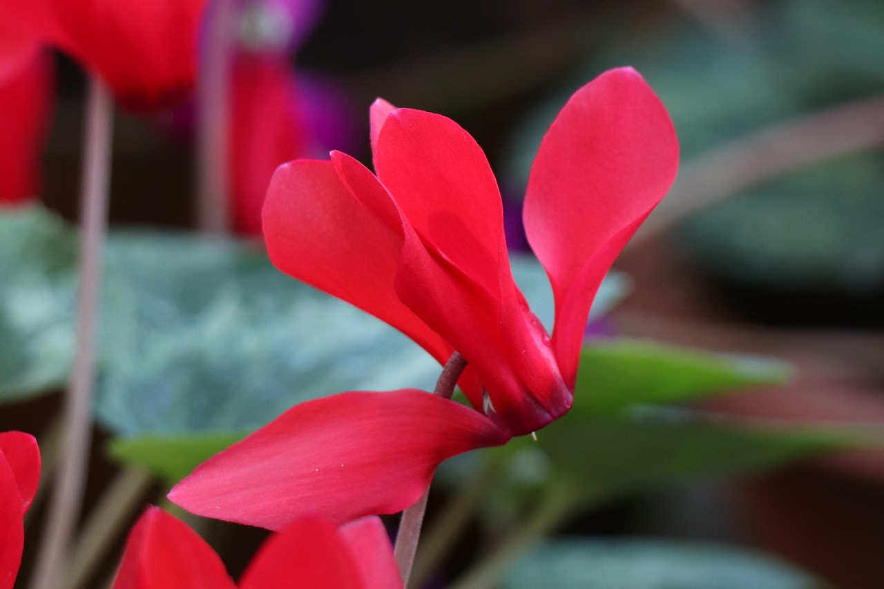 深度解析軍事動態(tài)與全球安全局勢，軍情觀察最新一期報道速遞