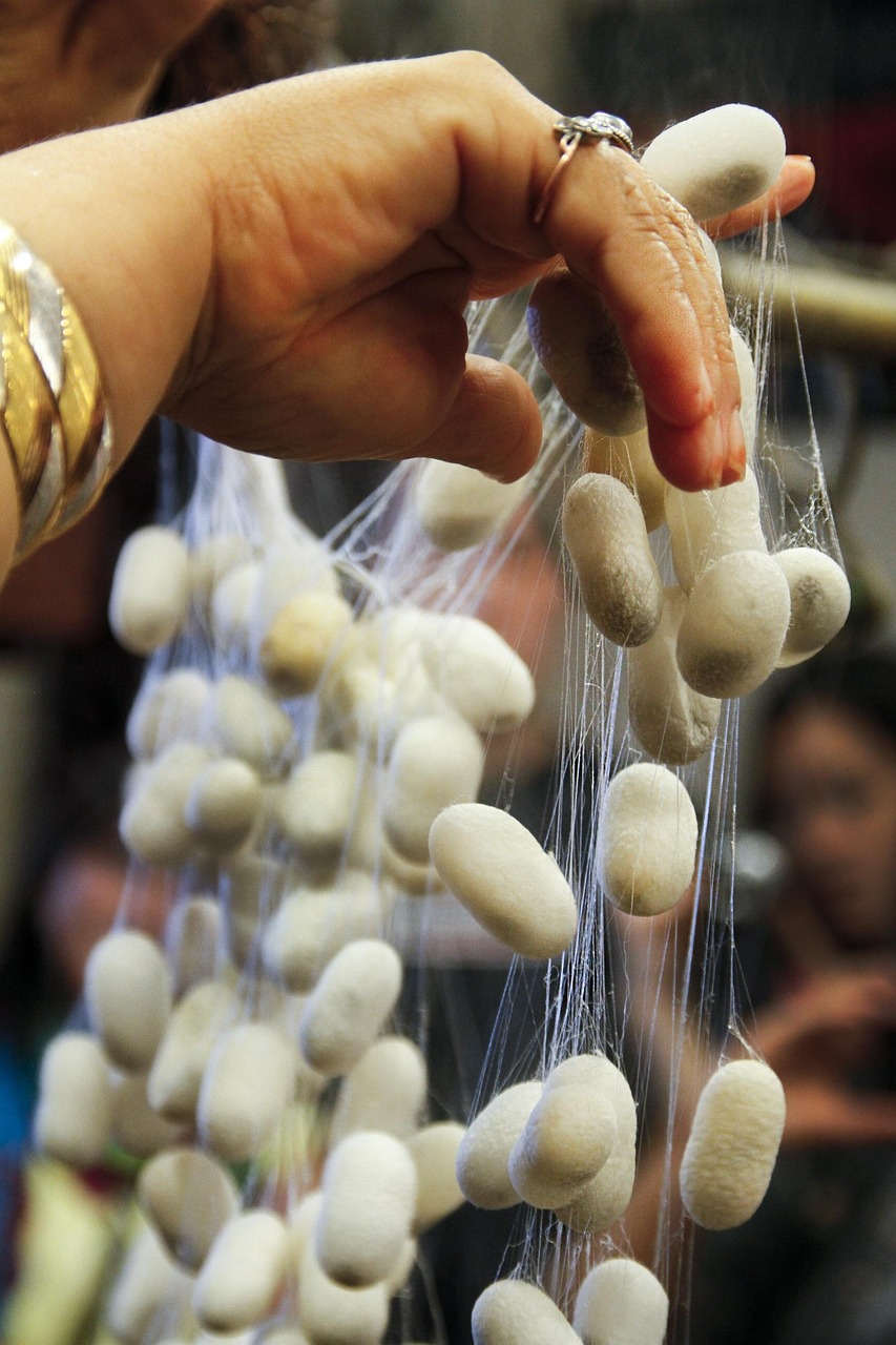 三殿村改造最新動態(tài)，重塑鄉(xiāng)村風(fēng)貌，邁向現(xiàn)代化進程