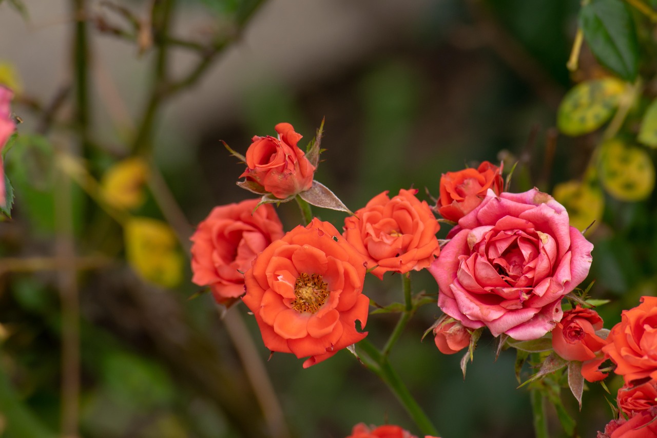 翠金湖美墅島最新動(dòng)態(tài)揭秘，生態(tài)宜居，未來(lái)展望可期