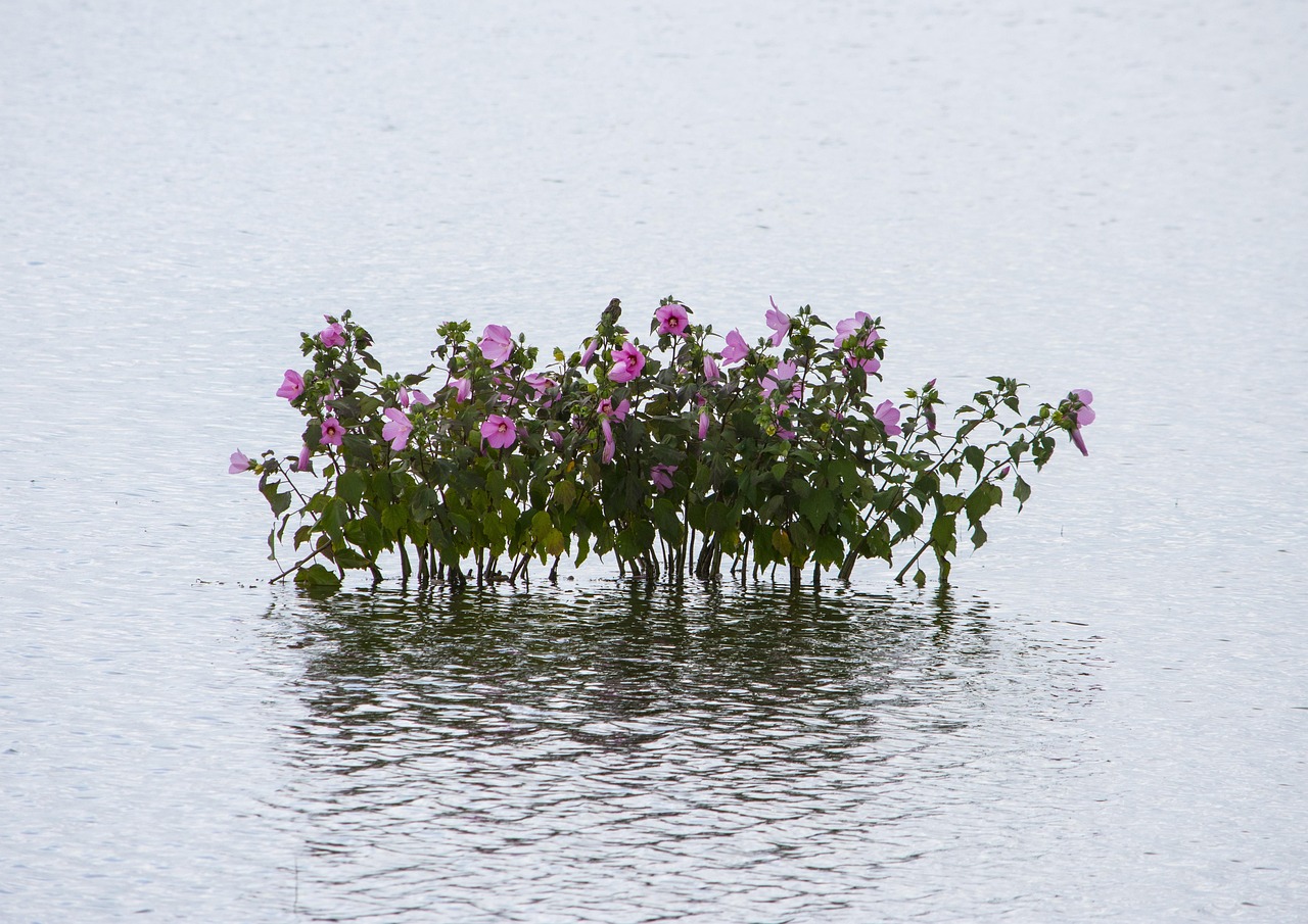 宜張高速湖南建設(shè)進(jìn)展順利，助力地方經(jīng)濟(jì)發(fā)展新動態(tài)