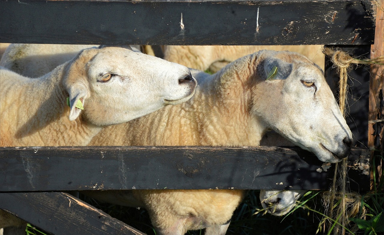 雨不眠的下 第8頁(yè)