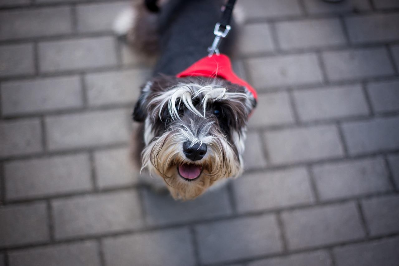 王玲玲與小一鳴的最新動(dòng)態(tài)，星光璀璨，未來(lái)可期