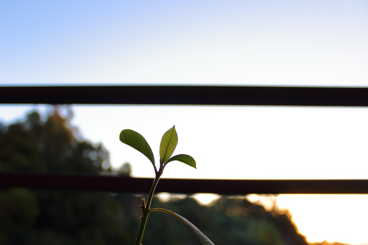 朗詩紅樹林最新動態(tài)，引領(lǐng)綠色生活新篇章，開啟全新篇章