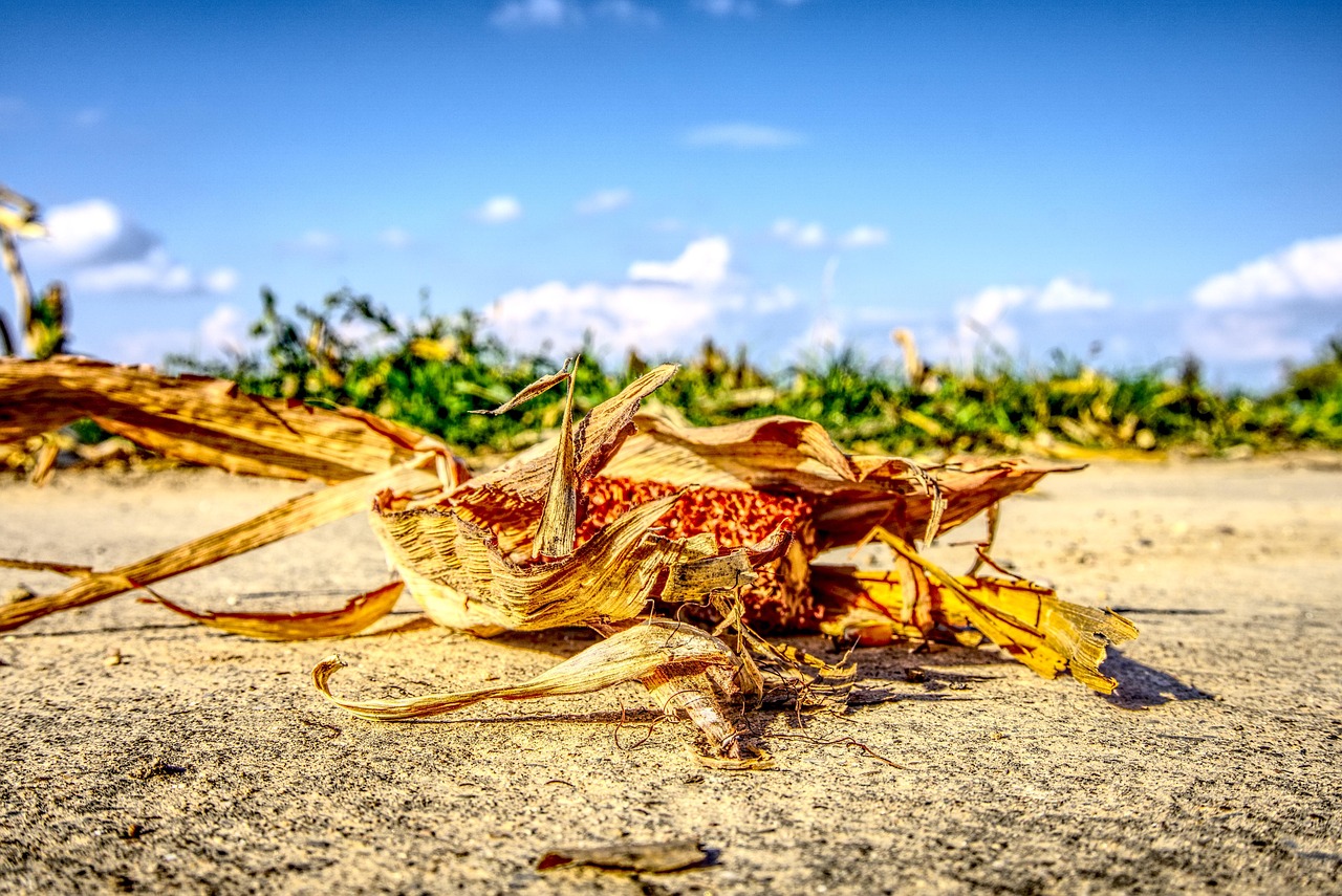 涿州京南一品最新動態(tài)，持續(xù)更新與深度解讀