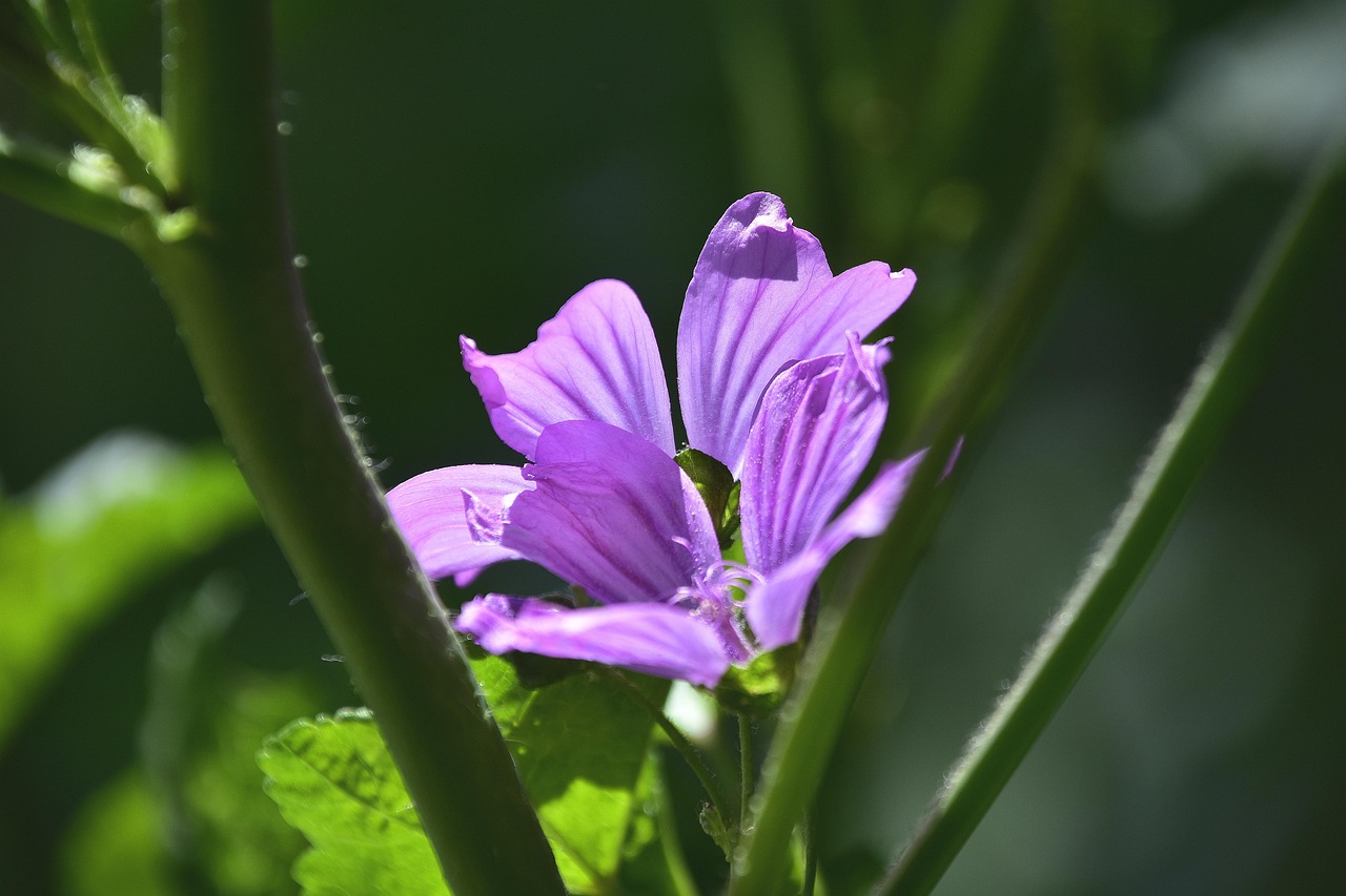 特朗普禁穆令最新動(dòng)態(tài)，爭(zhēng)議與真相深度解讀